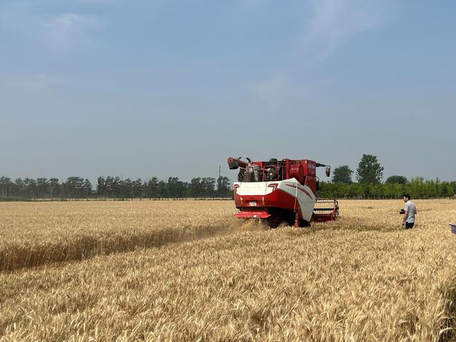 实探一粒麦从南郊沃土到古船面包房的“粮”途