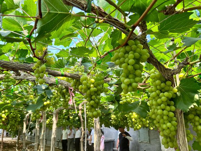 实探一粒麦从南郊沃土到古船面包房的“粮”途